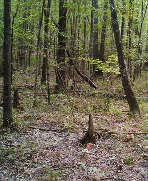 deer baiting site on trail camera