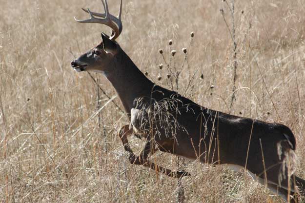 buck deer running through field