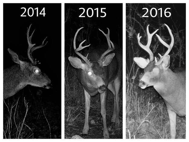 blacktail-trail-camera-pictures