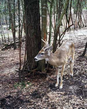 deer-on-trail-camera-florida