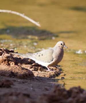 dove by water
