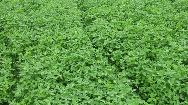 Clover food plot FN080417