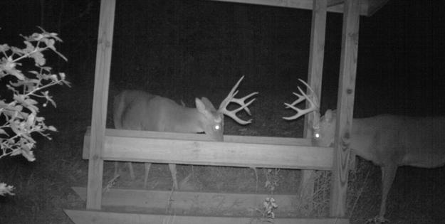 Gamekeeper Feeder Gamekeepers Club