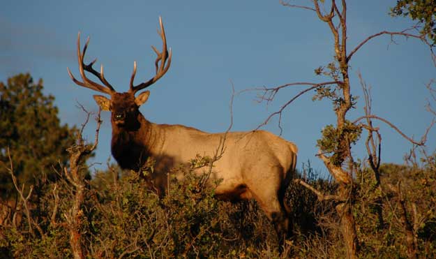 bowhunting-bull-elk-grogan