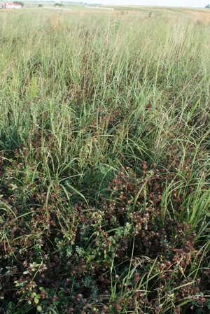 native grasses create cover for raising upland birds