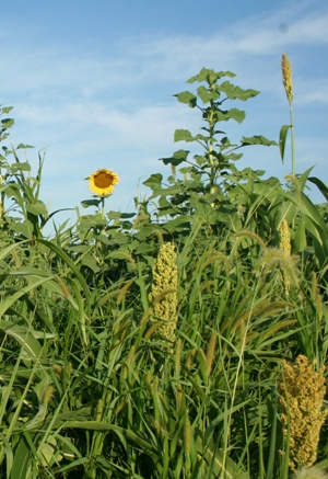 upland bird food plot