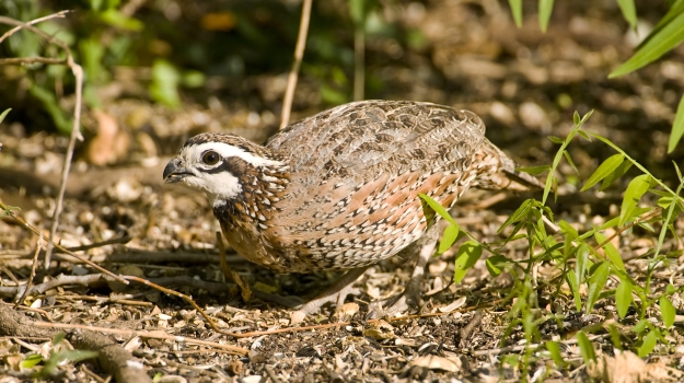 Bobwhite Quail Habitat Management
