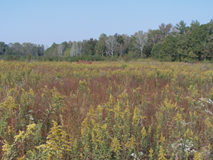 Bobwhite Quail Habitat Management