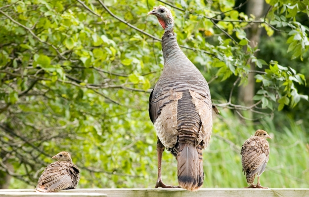 Poult_hdr