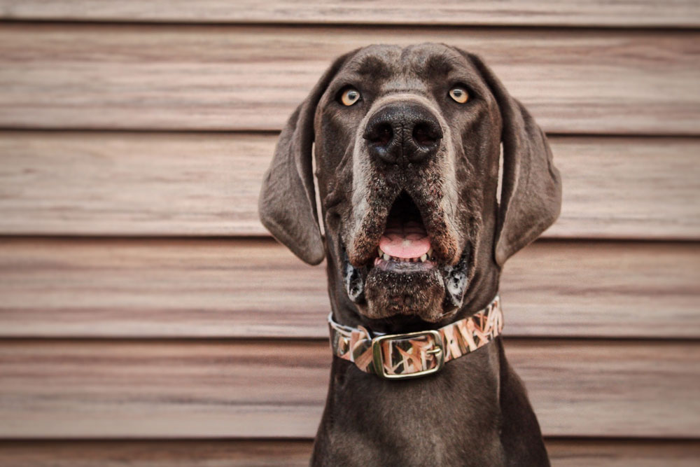 Mossy Oak dog collar