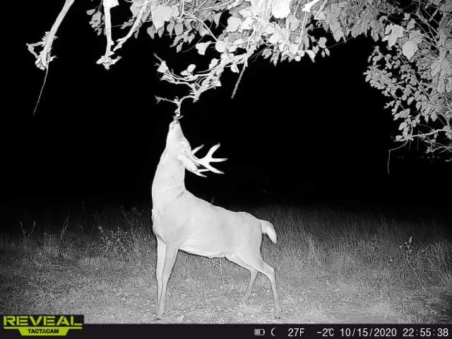 Goettsch buck on camera