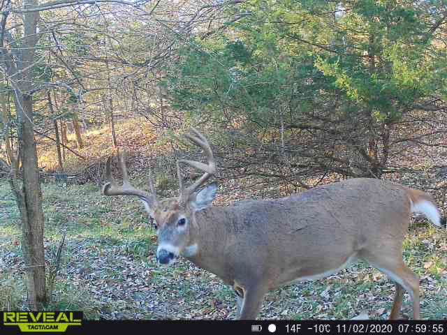 Goettsch buck on camera