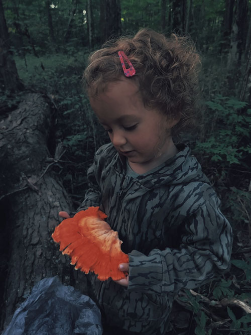 chicken of the woods mushroom