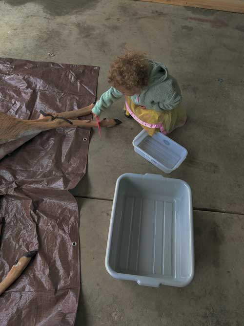 preparing to butcher deer