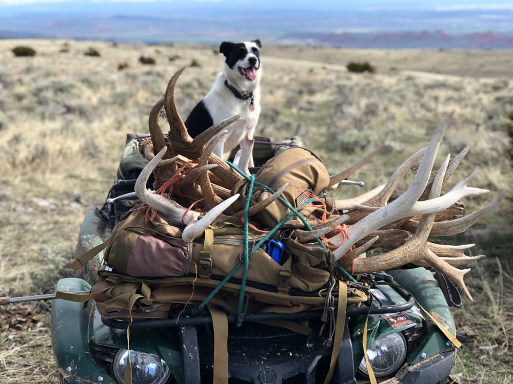 shed antler hunting success