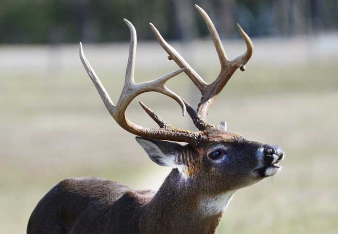 10-point buck