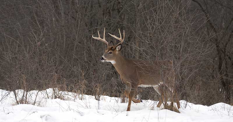 buck in the winter