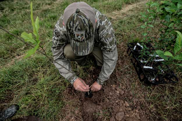 planting a seedling