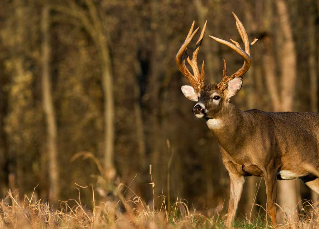 whitetail gamekeeper buck