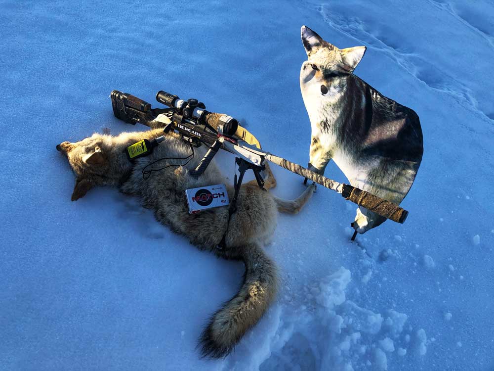 coyote decoy