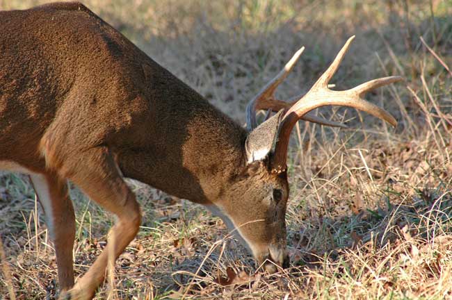 Buck eating acorns