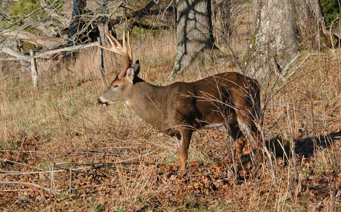 October buck