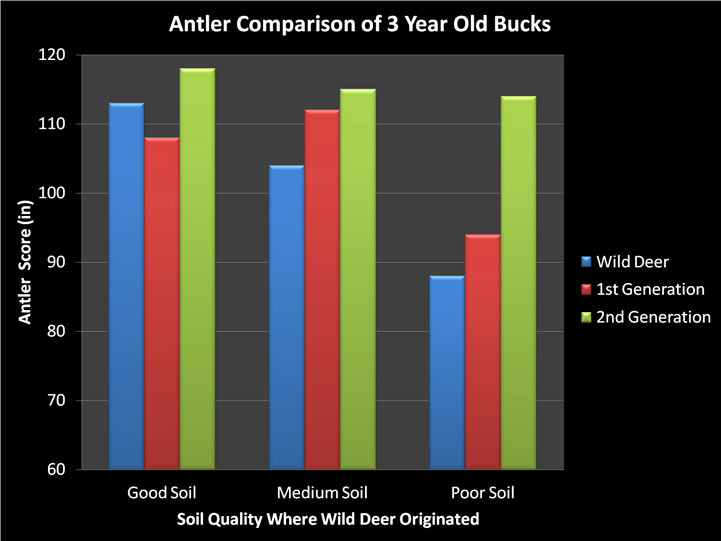 antler size graph