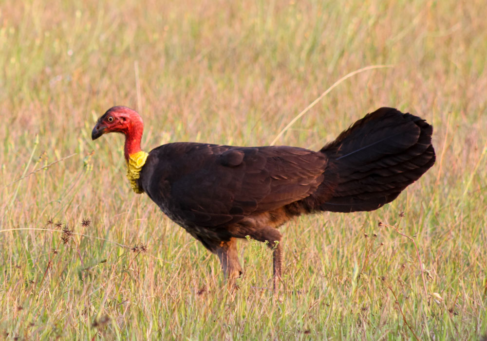 Australian Brush Turkey