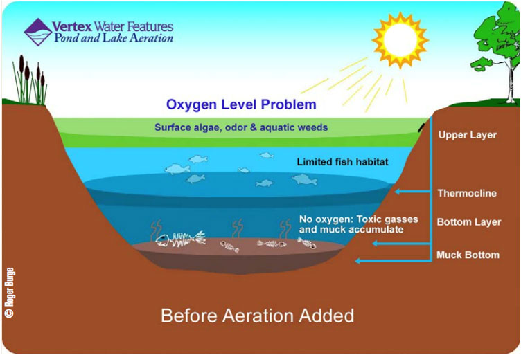 pond graphic before aeration