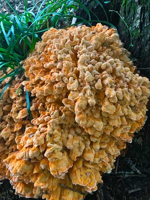 chicken of the woods mushroom