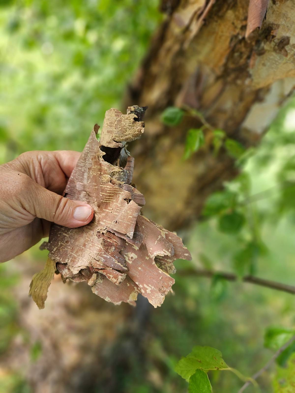 bark fuel