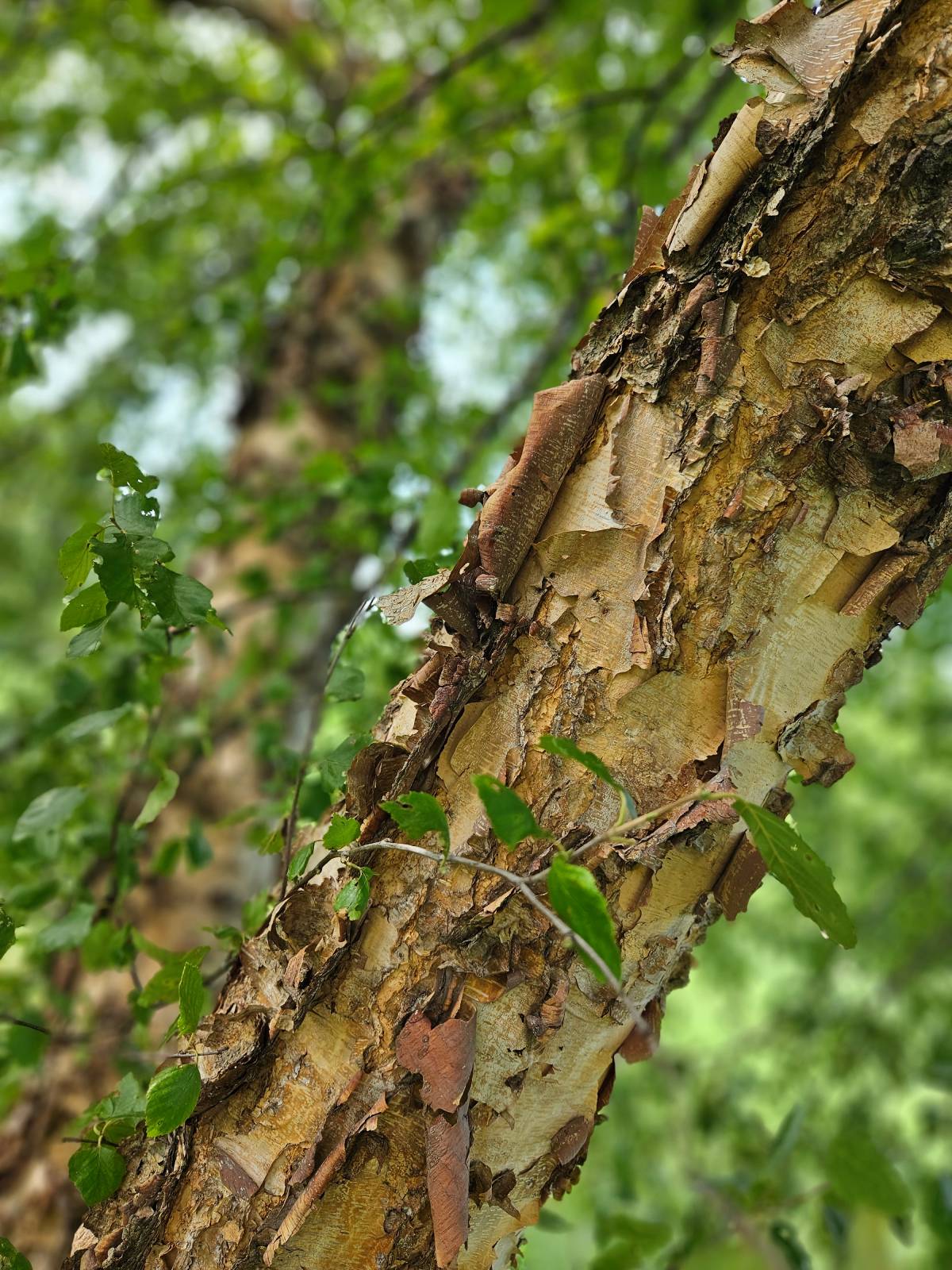 birch bark