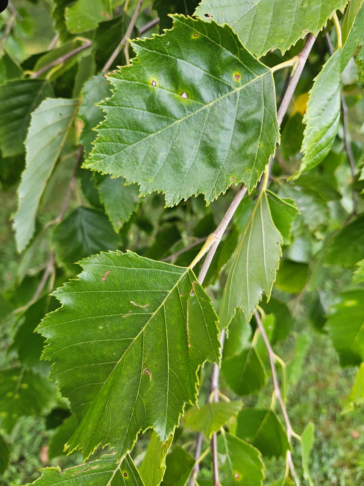 birch leaves