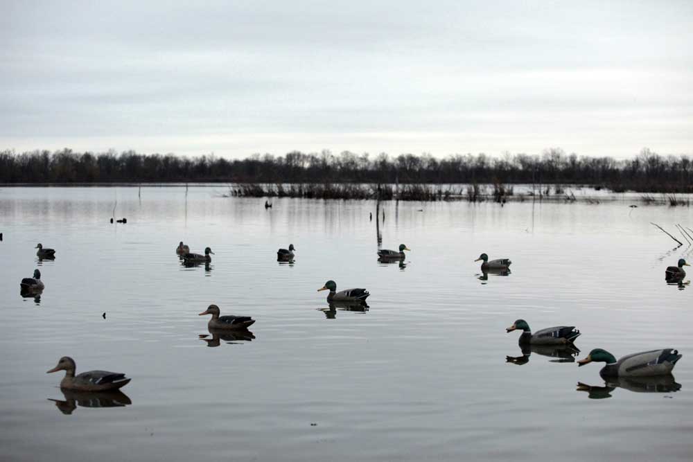 Brent Birch duck decoys