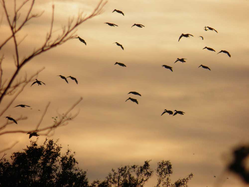 Brent Birch flying ducks