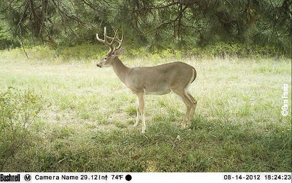 buck on game camera