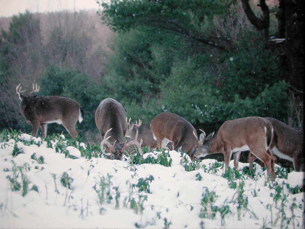 deer winter survival