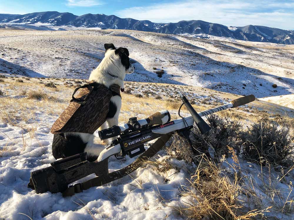 Mark Kayser coyote hunting with dog