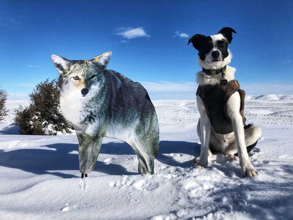 Mark Kayser coyote hunting with dog