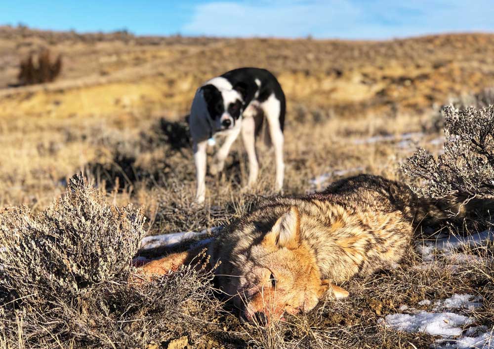 Mark Kayser coyote hunting with dog