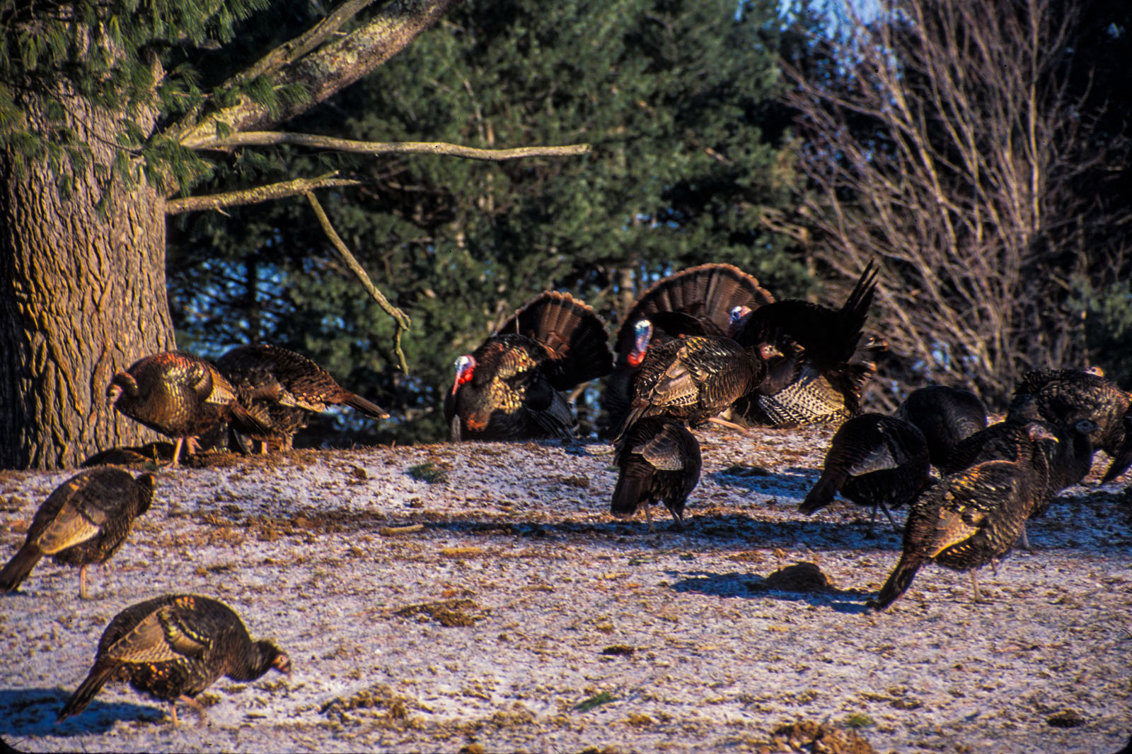 Early-Season Turkey Calling