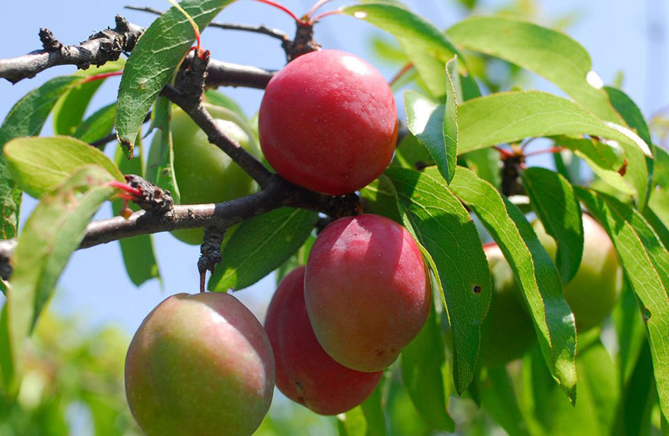 chickasaw plum