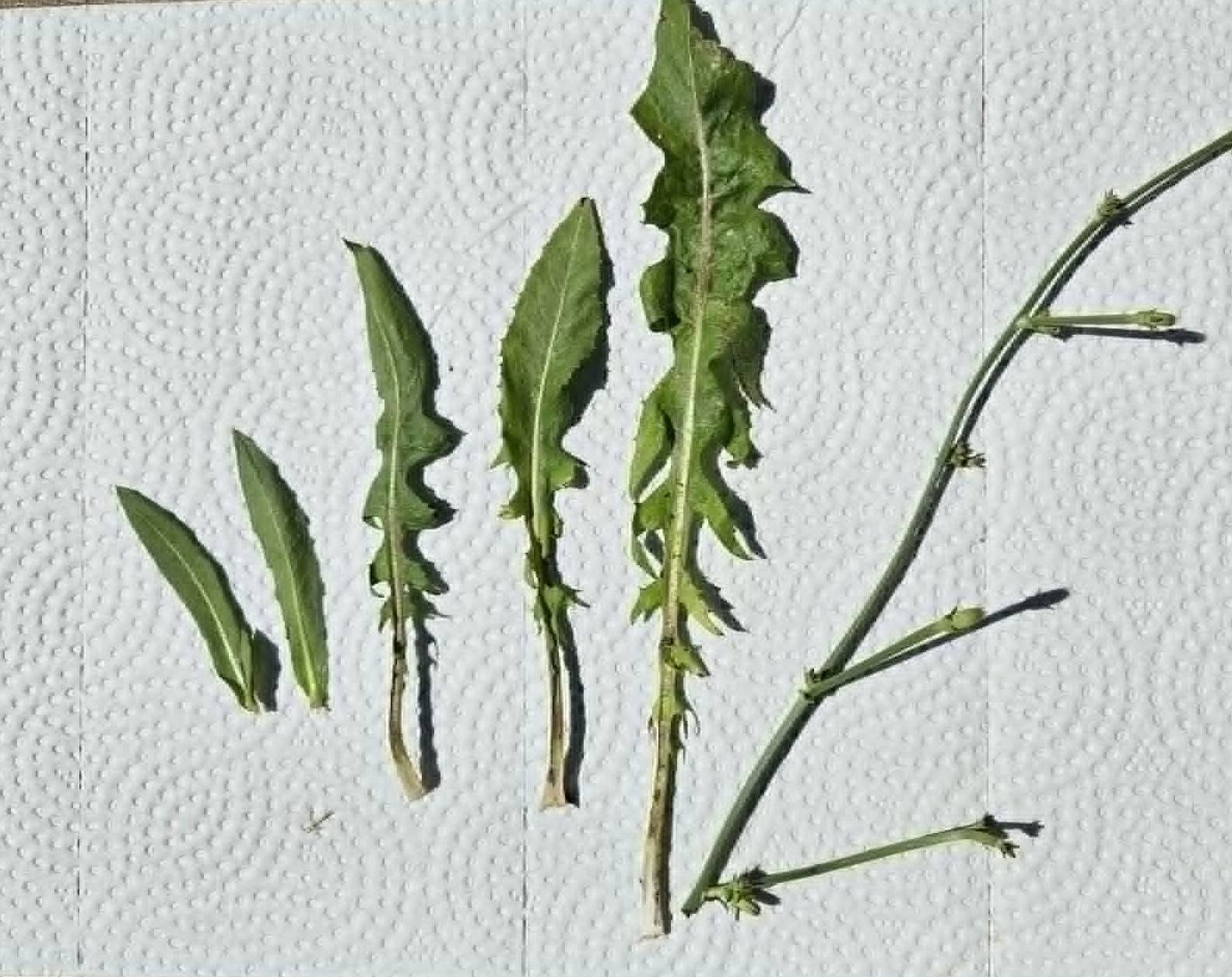 chicory