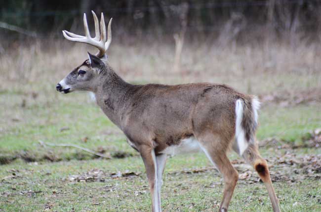 Buck in green field