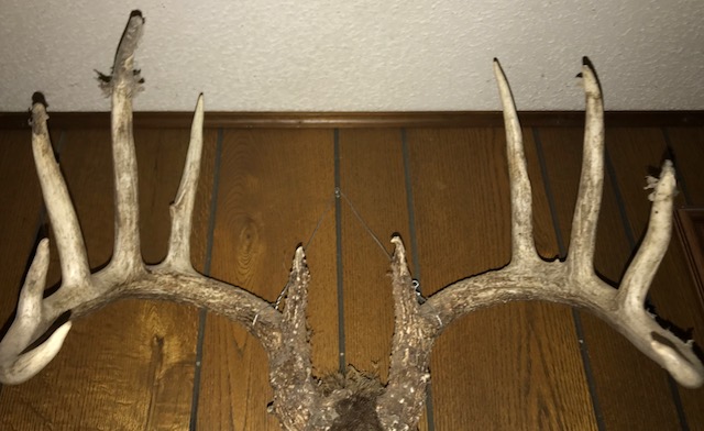 Kansas buck antlers