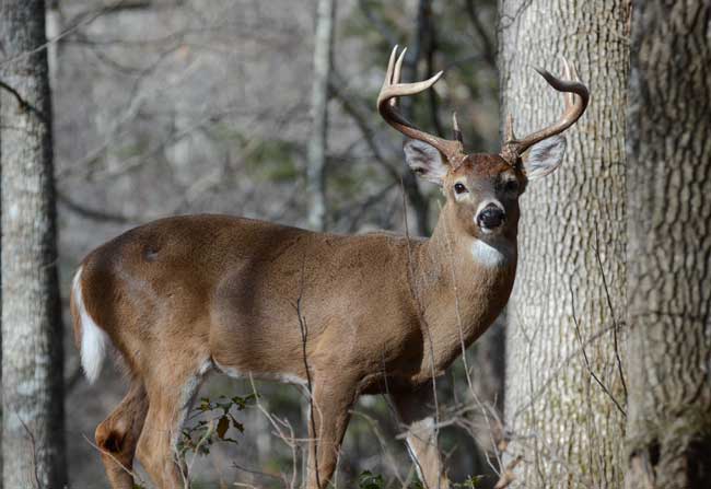 buck in the woods