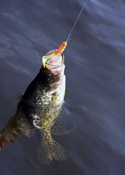 crappie catch