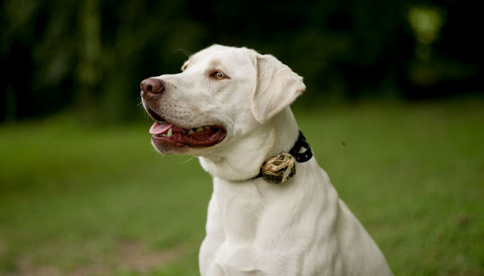 DT Systems labrador