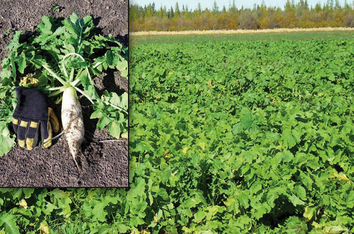 BioLogic Deer Radish field