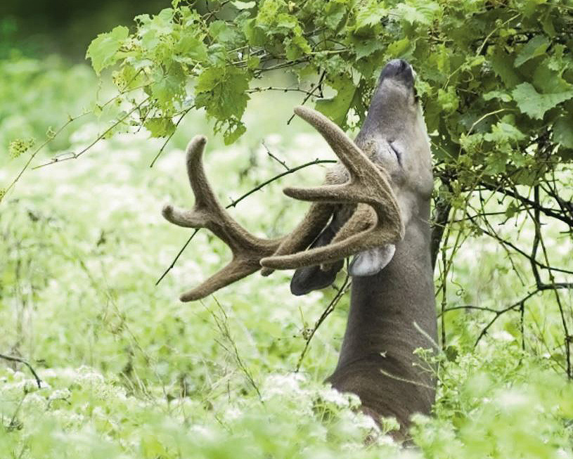 deer eating from tree